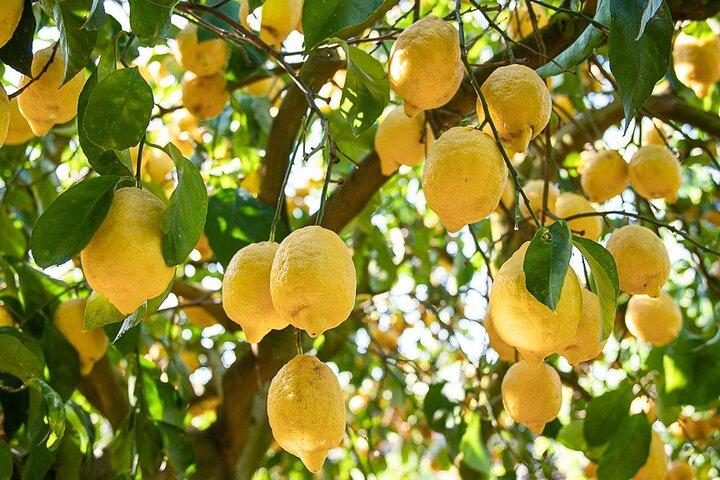 Sorrento Tour : Lemon Garden, spectacle Mozzarella avec Ape Ride