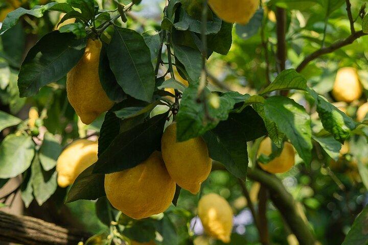 Sorrento Tour : Lemon Garden, spectacle Mozzarella avec Ape Ride