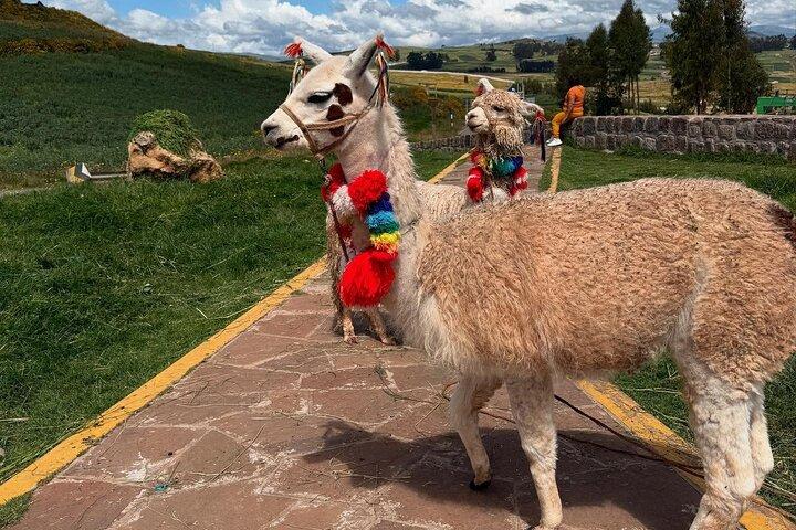 Cusco: Tour al Valle Sagrado + Maras y Moray + Buffet Almuerzo