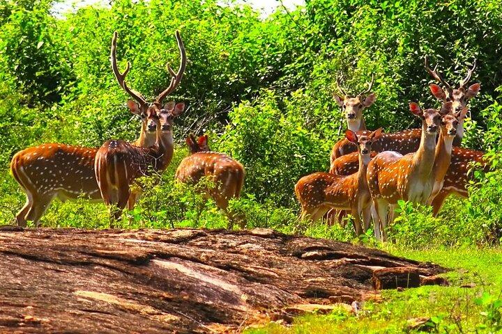 Udawalawe Safari vanuit Arugam Bay & Transfer naar andere locaties