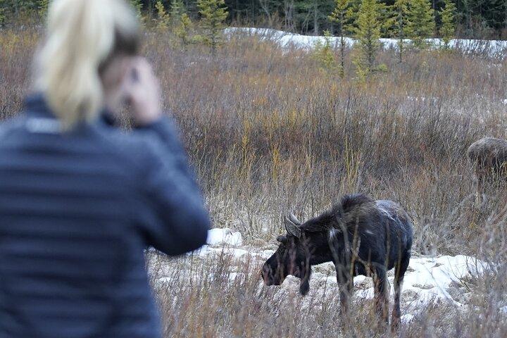 Grand Teton National Park privat vildmarkssafari - heldag