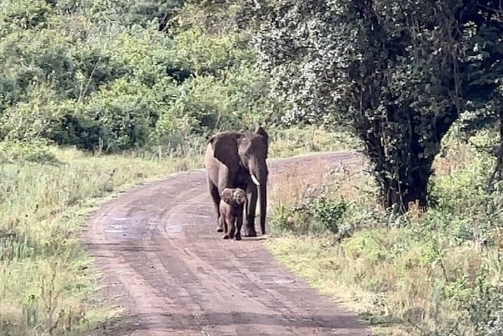 2 Days Amboseli Safari Adventure from Nairobi Classic Game Drives