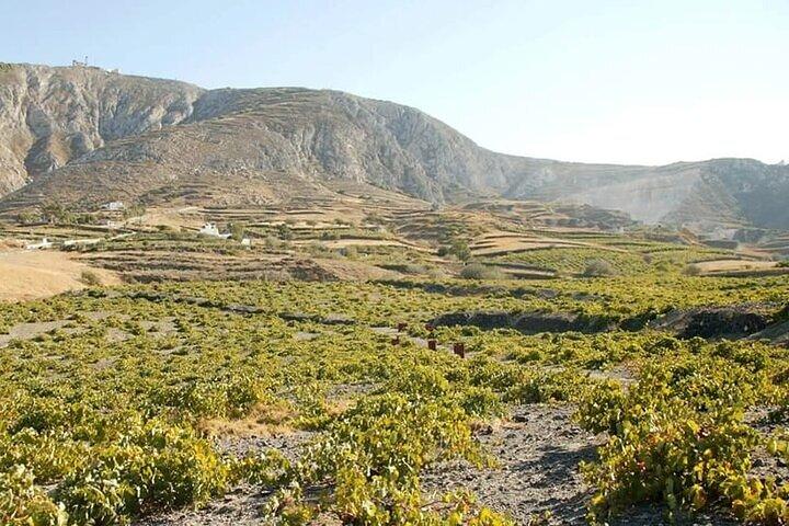 Santorini Wine Tasting Tour em 2 vinícolas