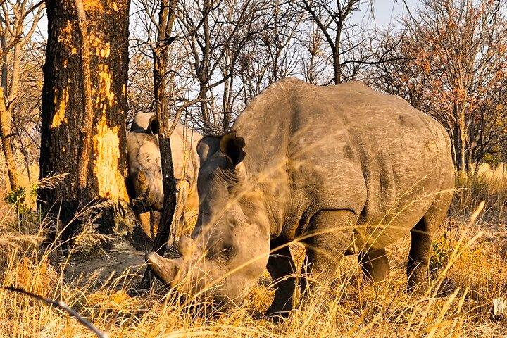 Randonnée guidée en rhinocéros et safari dans les buissons près de Victoria Falls-Unique