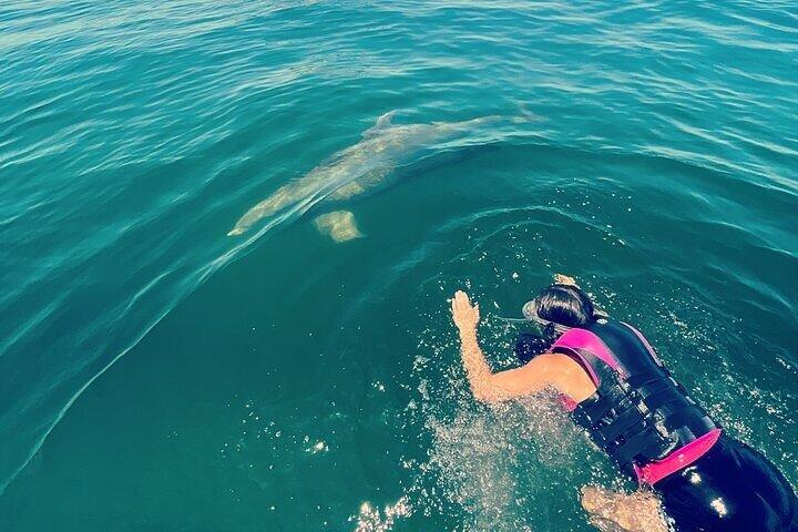 Privat svømning med delfiner og snorkeltur