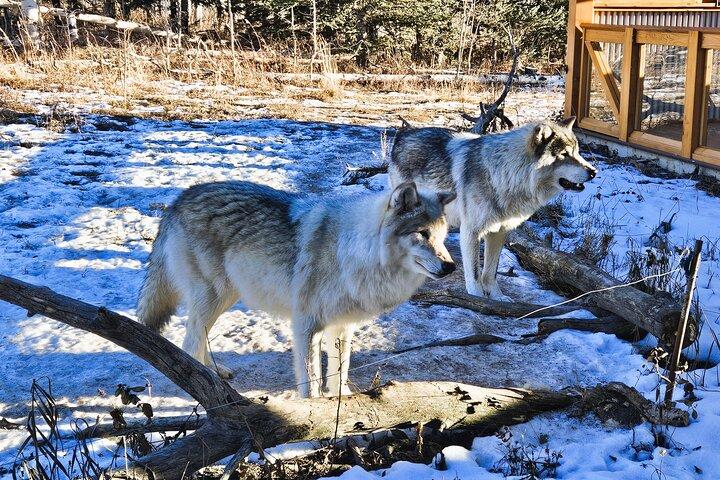 Excursão Banff Day Trip & Wolfdog Sanctuary