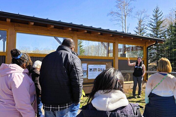 Excursão Banff Day Trip & Wolfdog Sanctuary