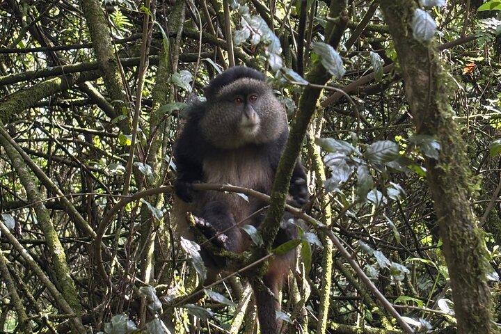 3 Tage Kibale National Park Chimpanzee Tracking