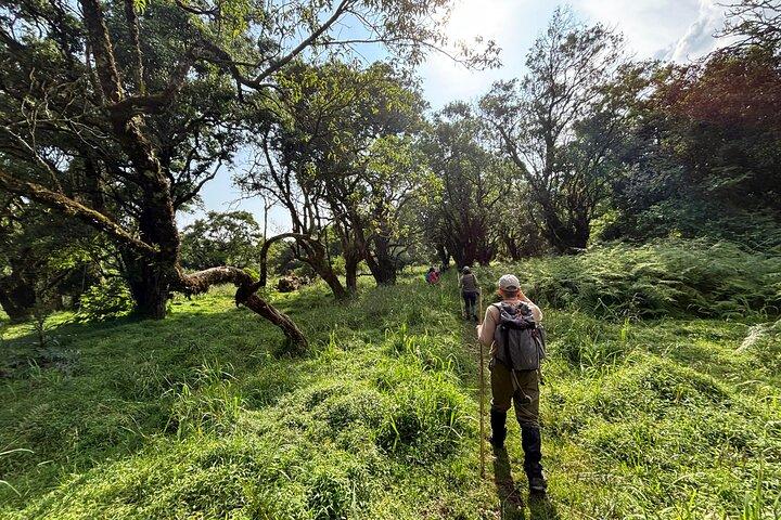 3 Tage Kibale National Park Chimpanzee Tracking