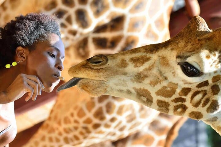 Giraffe Center and Karen Blixen Museum from Nairobi