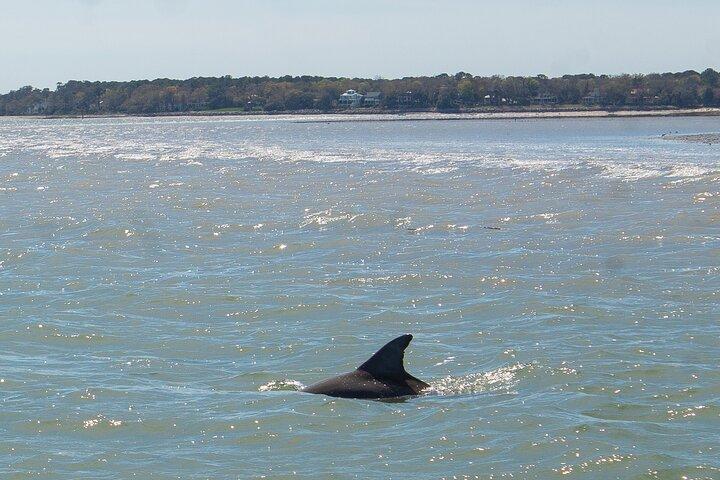 90 minutters Hilton Head Dolphin Tour