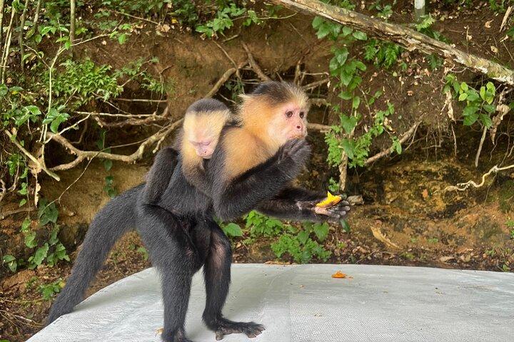 Besøg Panama-kanalen og Monkey Island