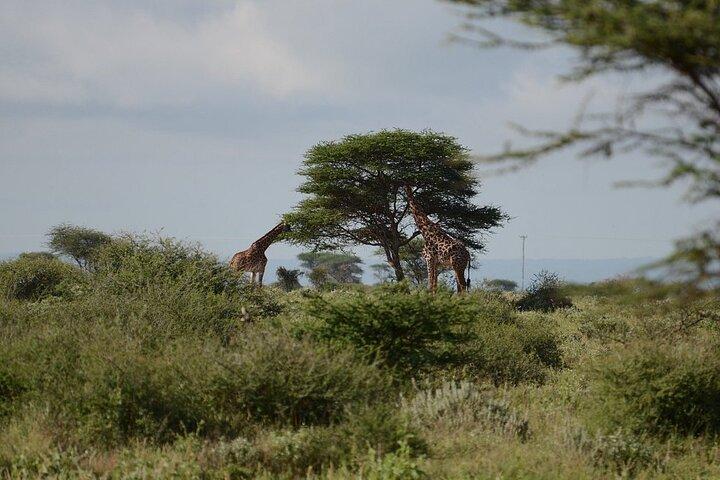 Amboseli Overnight with Accomodation