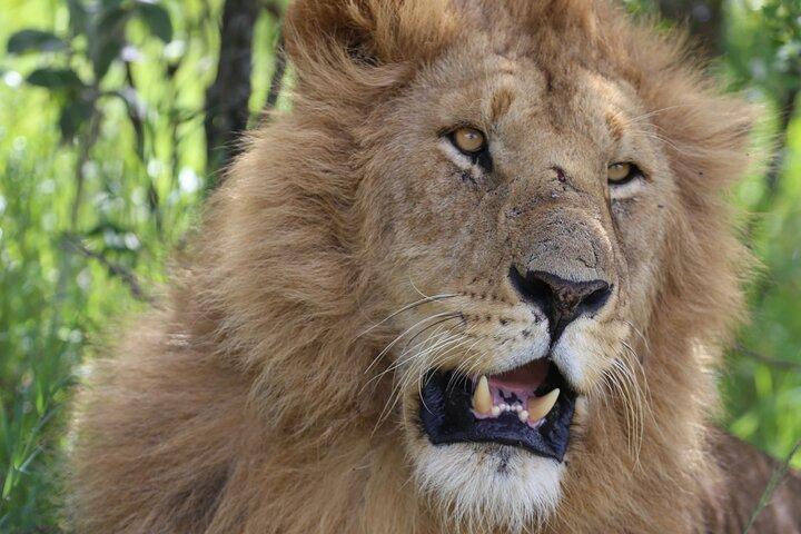 Safari de 5 dias Explore Masai Mara, Lago Naivasha e Nakuru