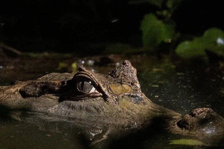 Le meilleur de Tambopata 2 Jours Tour : Les Points Forts de l’Amazonie