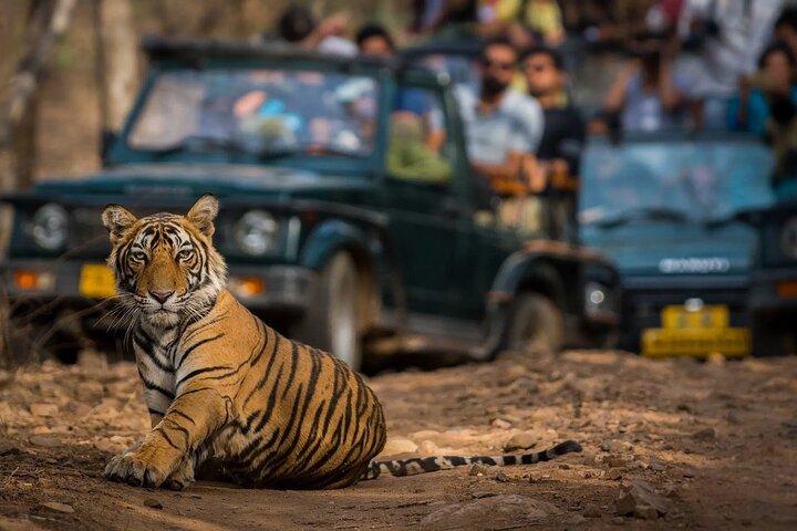 Tagesausflug von Jaipur nach Ranthambore Safari