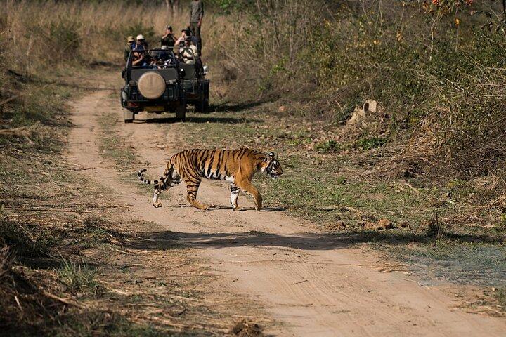 Jaipur till Ranthambore 2 dagars vildmarkssafari