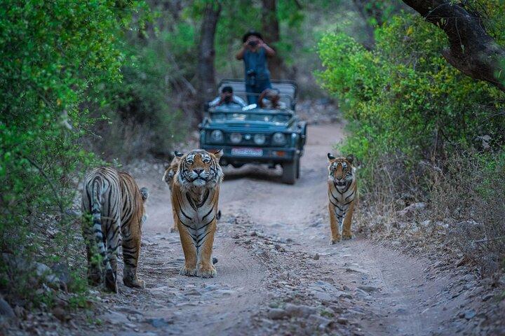Tagesausflug von Jaipur nach Ranthambore Safari