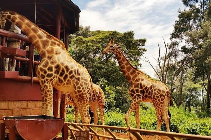 Giraffe Center and Karen Blixen Museum from Nairobi