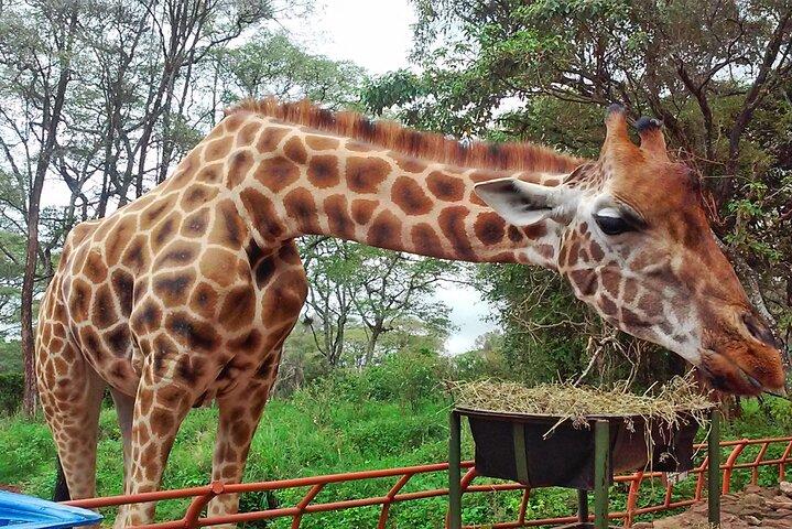 Excursion d'une journée - Nairobi National Park & Giraffe Centre
