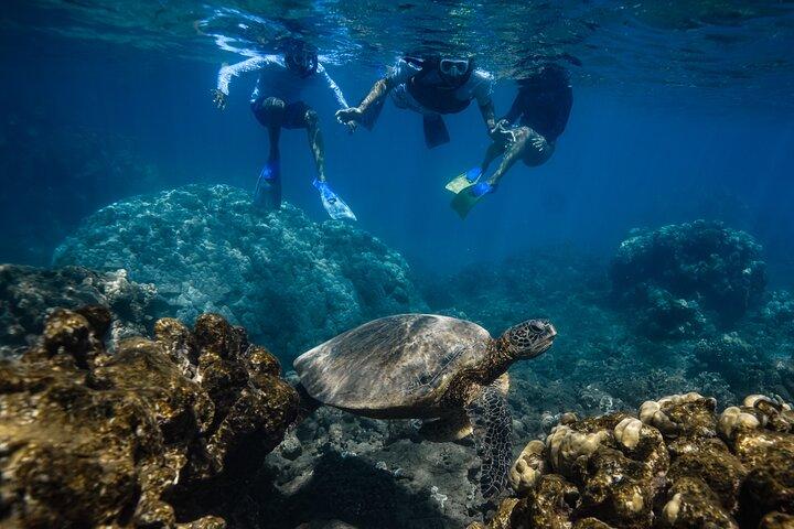 Primeiros temporizadores Não-Navegantes Snorkeling Experience: Turtle Guarantee