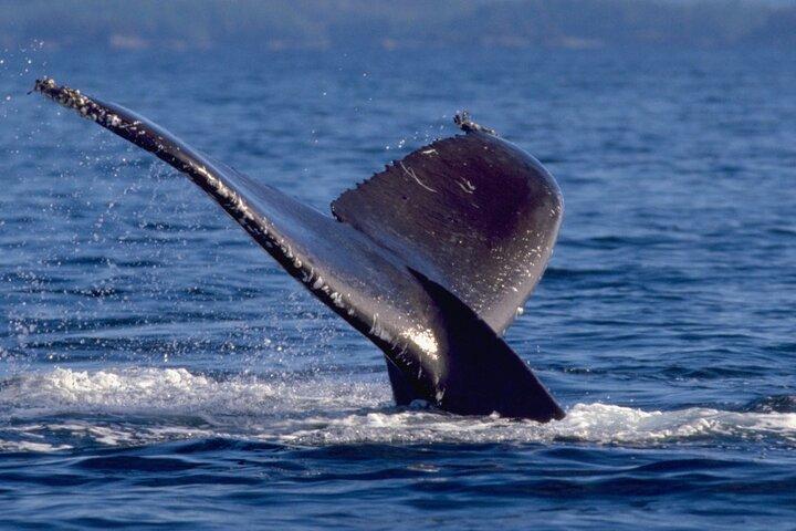 Ketchikan Ultimate Whale Watching, Wildlife & Wildnis Dining