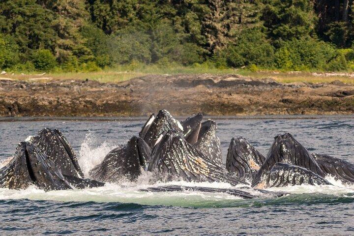 Ketchikan Ultimate Whale Watching, Wildlife & Wildnis Dining