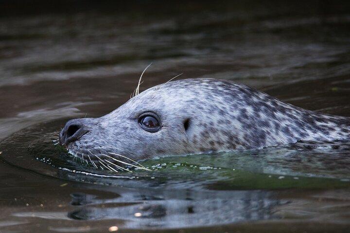 Ketchikan Ultimate Whale Watching, Wildlife & Wildnis Dining