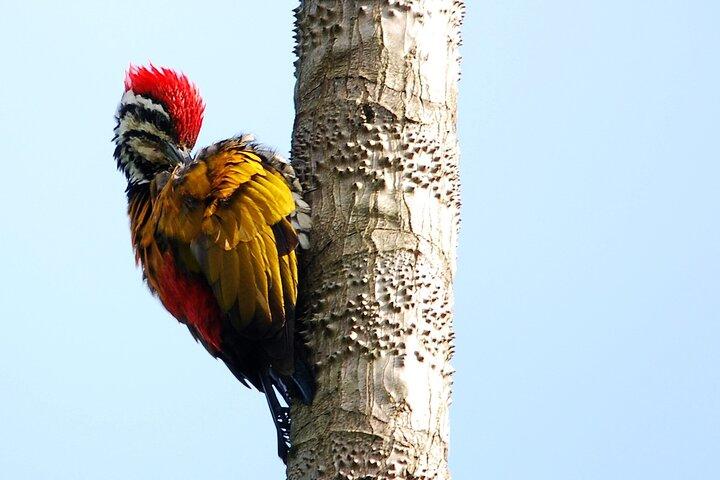 JungleWalla Sedim Regenwoud en Canopy Wandeling