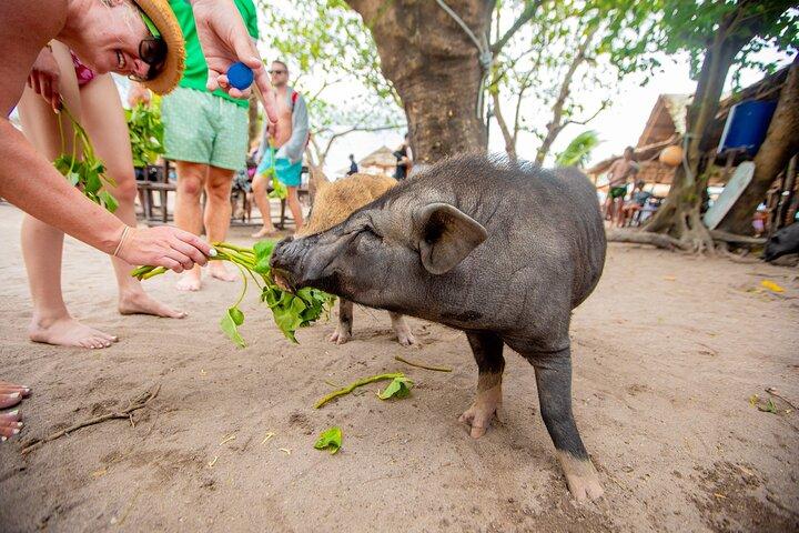 Schweinsinsel Koh Taen Schnorcheltour mit dem Schnellboot ab Koh Samui