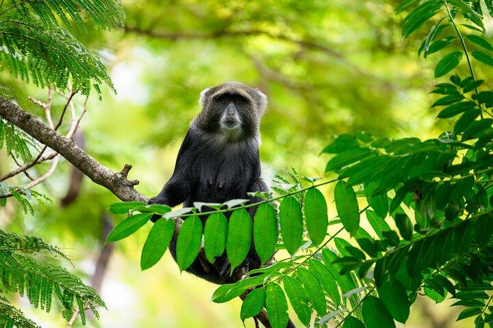 アルーシャより。アルーシャ国立公園1日サファリ