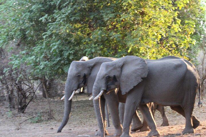 Game Drive y Rhino Walk