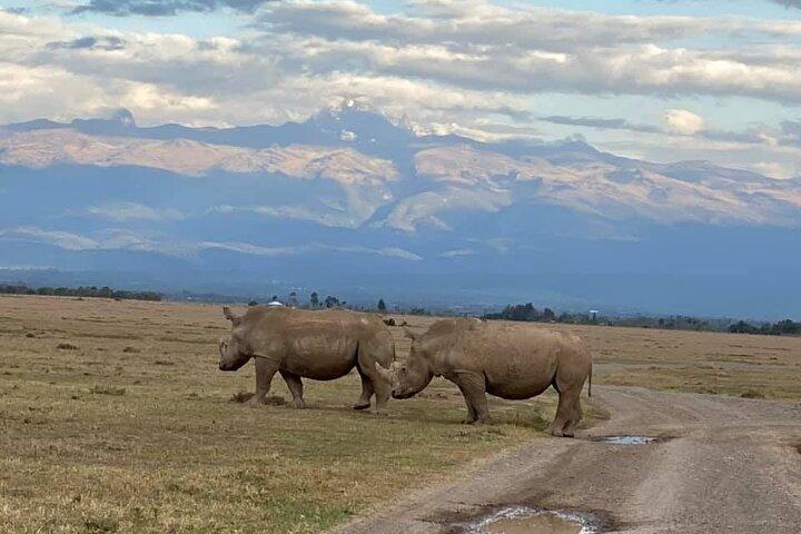 Day Tour to Ol-Pejeta Conservancy From Nairobi
