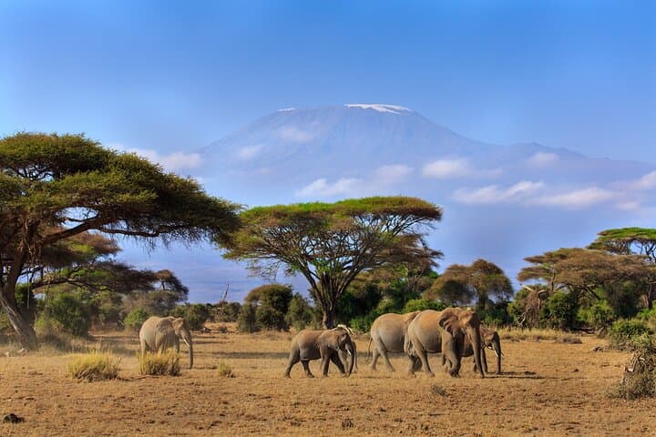 Amboseli National Park Guided Full Day Tour