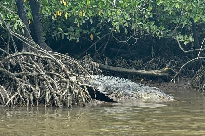 Croc Spotting Jetski Experience in Cairns City