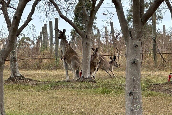 Hoteller i nærheden af Private Hunter Valley All-Inclusive Wine & Food Tour