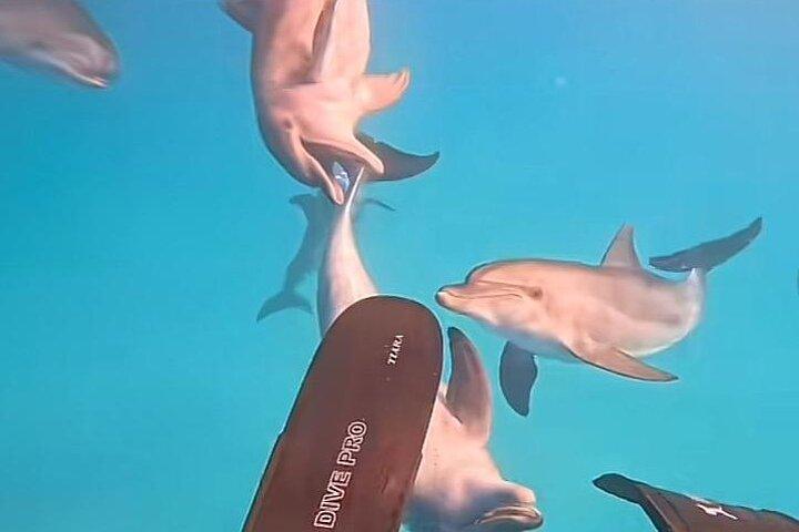Nuota con i delfini VIP snorkeling Gita in barca con pranzo - Hurghada