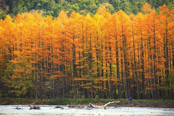 De Nagoya: caminhada guiada Kamikochi nos Alpes Japonês