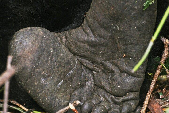 8 dagar Uganda Gorilla-, schimpans- och vildmarkssafari