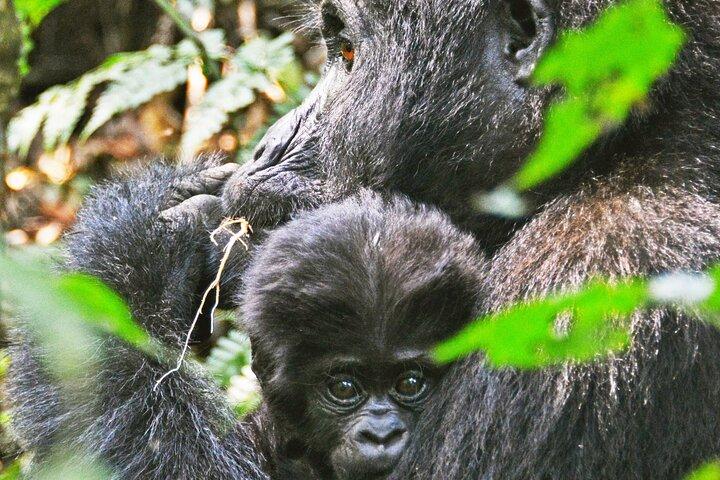 4 dagars Gorillavandring i Uganda från Rwanda