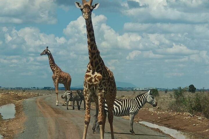 Nairobi National Park og Giraffe Centre Halvdagstur