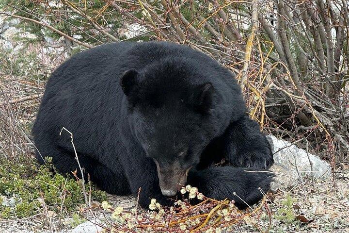 Banff Wildlife Explore et Johnston Canyon Randonnée