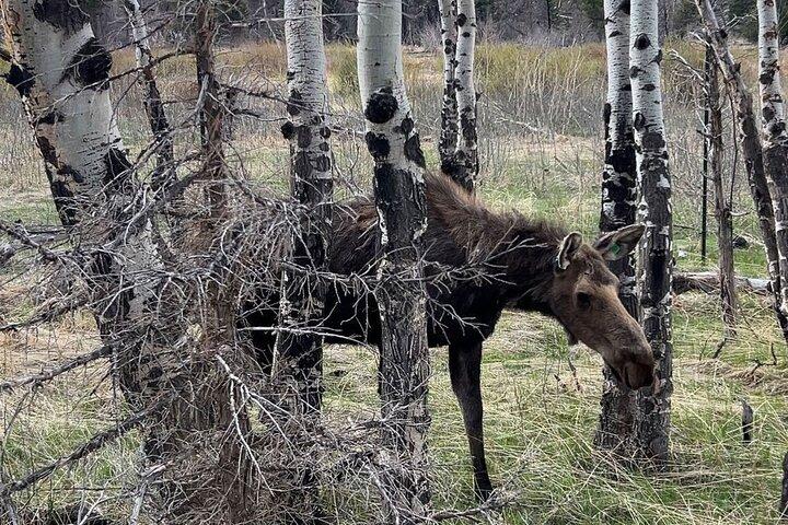 Parc national des Rocheuses - Visite privée