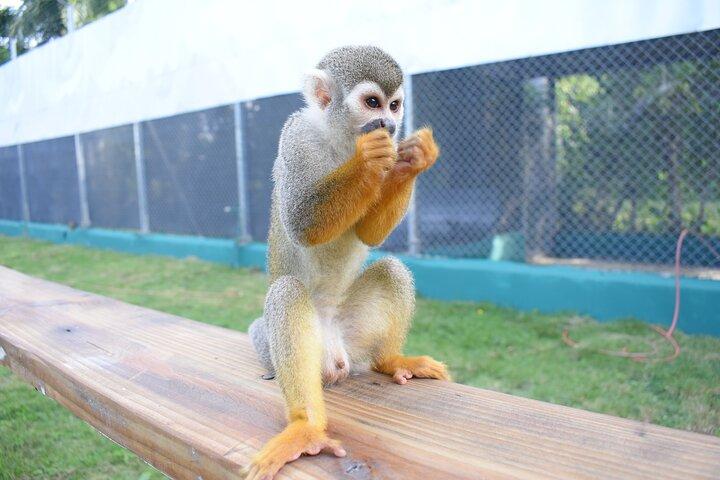 Monkey Tour og historiske centrum (Puerto Plata)
