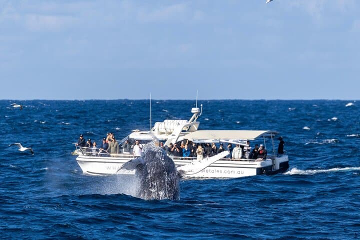 Whale Watching Boat Trip in Sydney