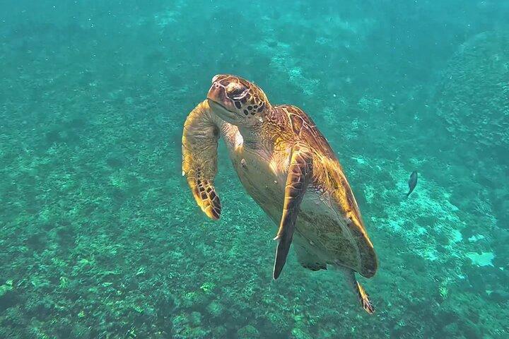 マスカットのディマニヤット島でのパラダイスシュノーケリングへ脱出