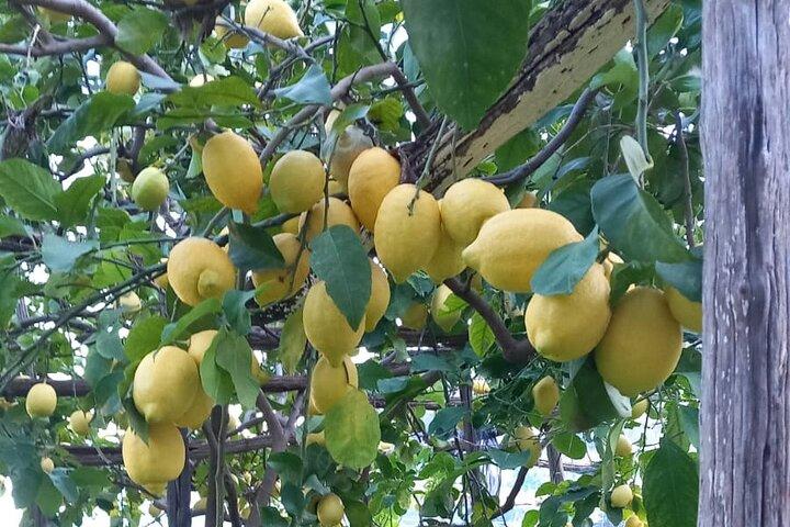 Maiori: Hiking Tour to a Lemon Farm with Lemon Tastings