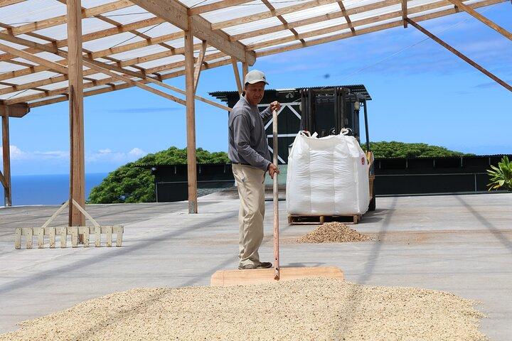 Kona Coffee Farm Tour from Tree to Tasting Room