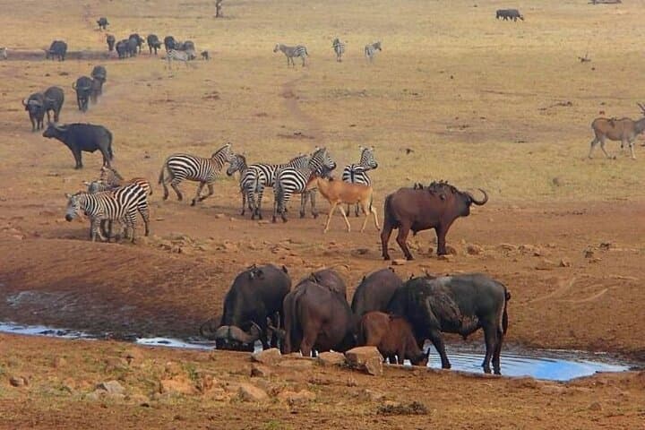 8 Days High End Kenya Luxury Safari