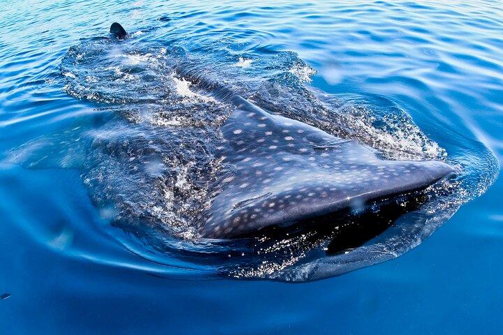 Privat Whale Shark All Inclusive Experience